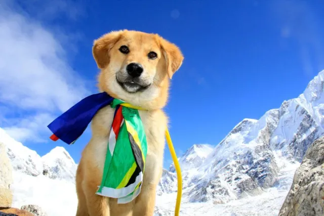 Meet the First Dog to Climb Mt. Everest (Spoiler: He’s Adorable)