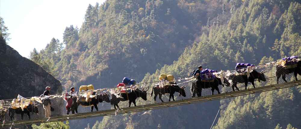 Yak on Hilary bridge. It is highest bridge of the region.