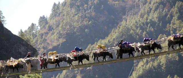 Yak on Hilary bridge. It is highest bridge of the region.